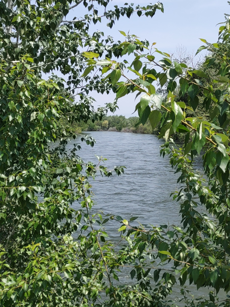View through the trees