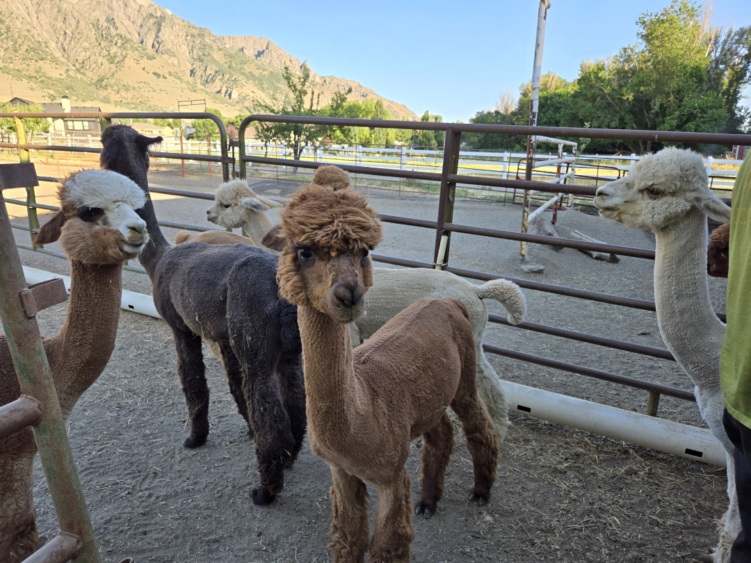 The Alpacas