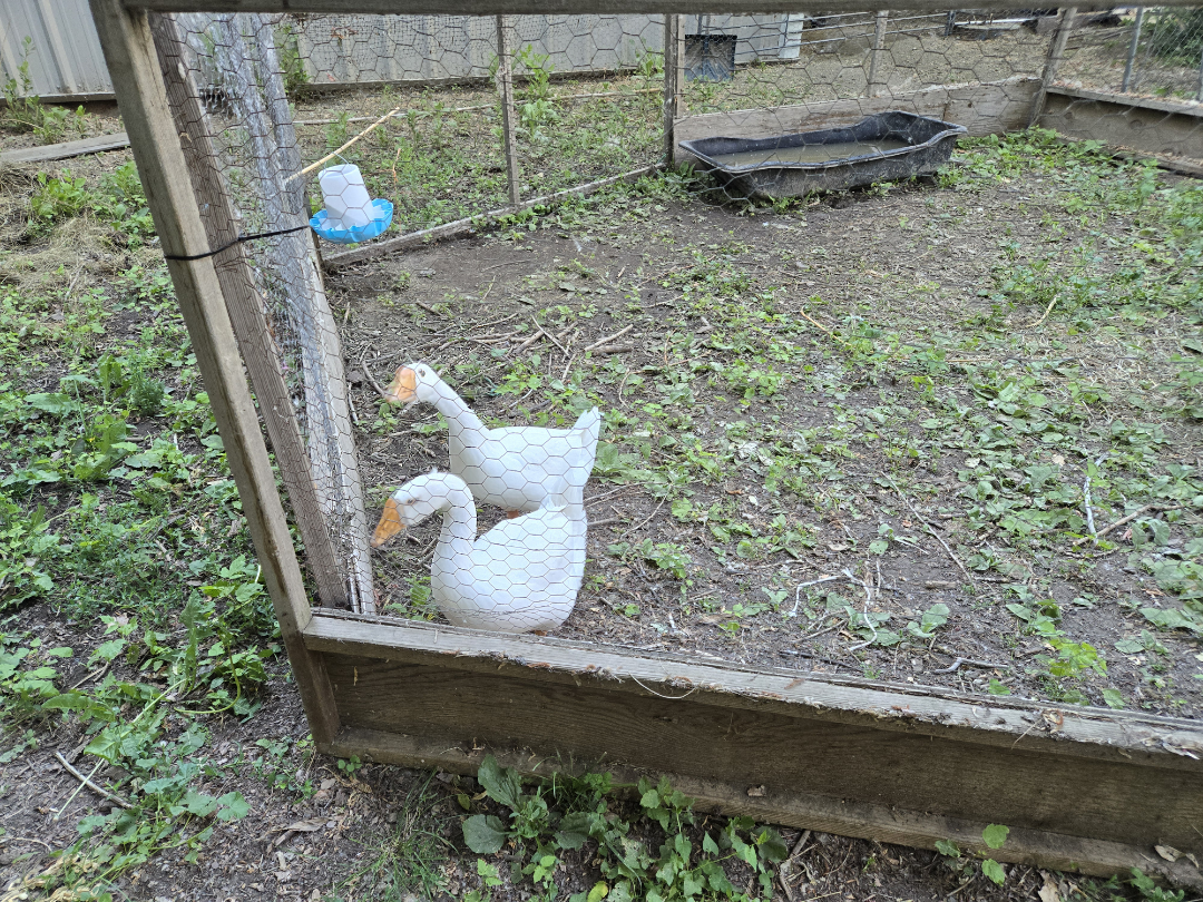 They also had Geese on the farm