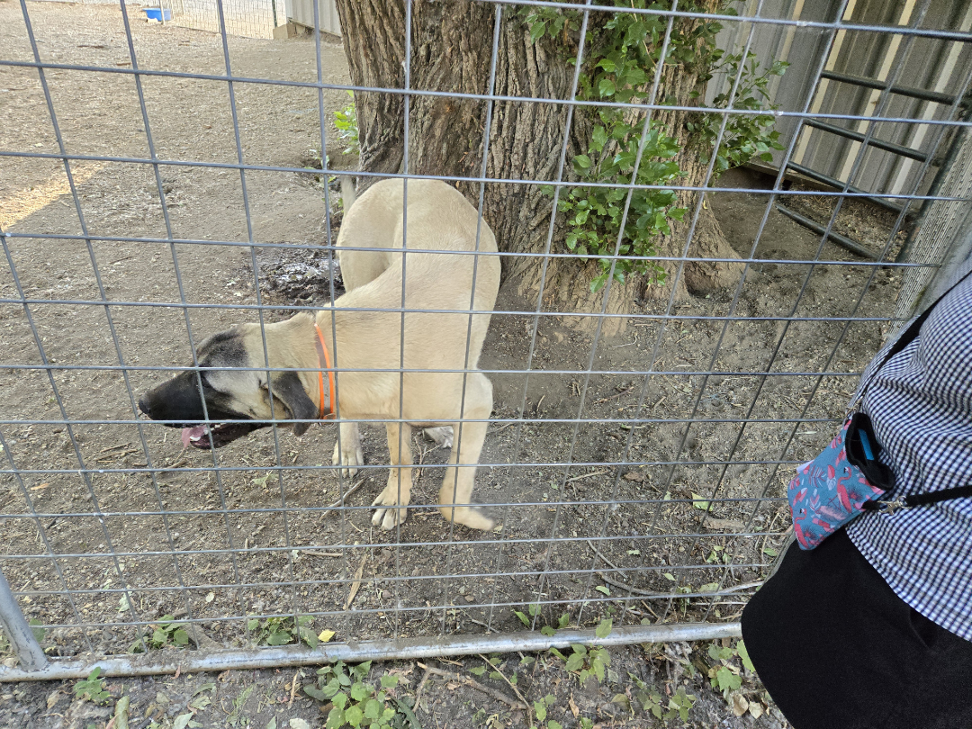 The HerdDogs were very large
