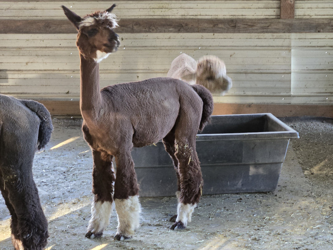 I call this Alpaca Socks